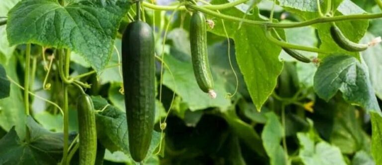 What to know before planting greenhouse cucumber seeds